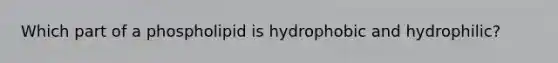 Which part of a phospholipid is hydrophobic and hydrophilic?