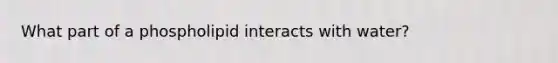 What part of a phospholipid interacts with water?