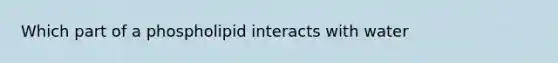 Which part of a phospholipid interacts with water