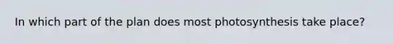 In which part of the plan does most photosynthesis take place?
