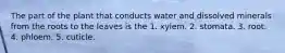 The part of the plant that conducts water and dissolved minerals from the roots to the leaves is the 1. xylem. 2. stomata. 3. root. 4. phloem. 5. cuticle.