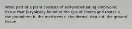 What part of a plant consists of self-perpetuating embryonic tissue that is typically found at the tips of shoots and roots? a. the protoderm b. the meristem c. the dermal tissue d. the ground tissue