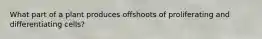 What part of a plant produces offshoots of proliferating and differentiating cells?