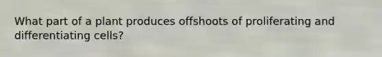 What part of a plant produces offshoots of proliferating and differentiating cells?