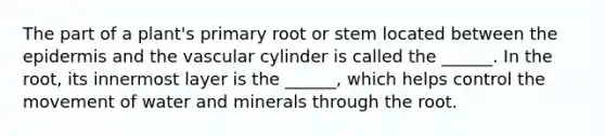 The part of a plant's primary root or stem located between the epidermis and the vascular cylinder is called the ______. In the root, its innermost layer is the ______, which helps control the movement of water and minerals through the root.