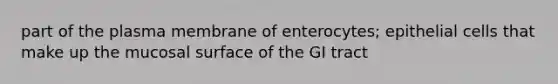 part of the plasma membrane of enterocytes; epithelial cells that make up the mucosal surface of the GI tract
