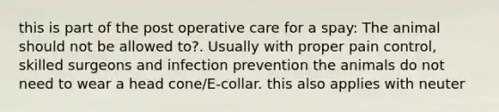 this is part of the post operative care for a spay: The animal should not be allowed to?. Usually with proper pain control, skilled surgeons and infection prevention the animals do not need to wear a head cone/E-collar. this also applies with neuter