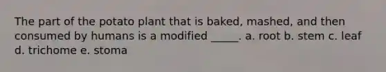 The part of the potato plant that is baked, mashed, and then consumed by humans is a modified _____. a. root b. stem c. leaf d. trichome e. stoma