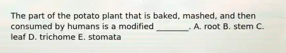 The part of the potato plant that is baked, mashed, and then consumed by humans is a modified ________. A. root B. stem C. leaf D. trichome E. stomata