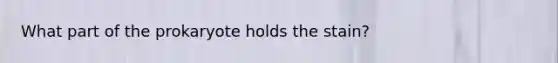 What part of the prokaryote holds the stain?