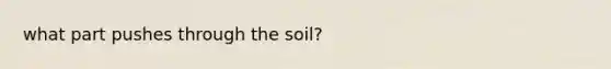 what part pushes through the soil?