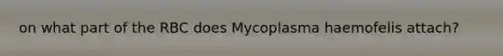 on what part of the RBC does Mycoplasma haemofelis attach?