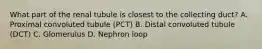 What part of the renal tubule is closest to the collecting duct? A. Proximal convoluted tubule (PCT) B. Distal convoluted tubule (DCT) C. Glomerulus D. Nephron loop