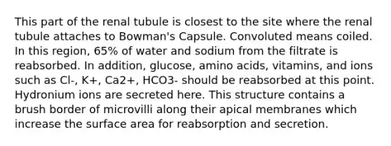 This part of the renal tubule is closest to the site where the renal tubule attaches to Bowman's Capsule. Convoluted means coiled. In this region, 65% of water and sodium from the filtrate is reabsorbed. In addition, glucose, amino acids, vitamins, and ions such as Cl-, K+, Ca2+, HCO3- should be reabsorbed at this point. Hydronium ions are secreted here. This structure contains a brush border of microvilli along their apical membranes which increase the surface area for reabsorption and secretion.