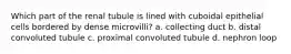 Which part of the renal tubule is lined with cuboidal epithelial cells bordered by dense microvilli? a. collecting duct b. distal convoluted tubule c. proximal convoluted tubule d. nephron loop