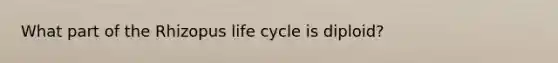 What part of the Rhizopus life cycle is diploid?