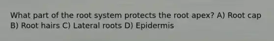 What part of the root system protects the root apex? A) Root cap B) Root hairs C) Lateral roots D) Epidermis