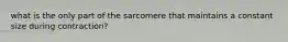 what is the only part of the sarcomere that maintains a constant size during contraction?