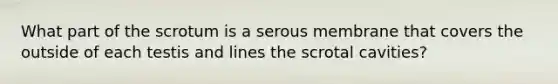 What part of the scrotum is a serous membrane that covers the outside of each testis and lines the scrotal cavities?