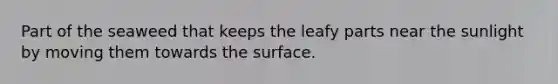 Part of the seaweed that keeps the leafy parts near the sunlight by moving them towards the surface.