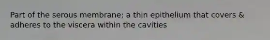 Part of the serous membrane; a thin epithelium that covers & adheres to the viscera within the cavities