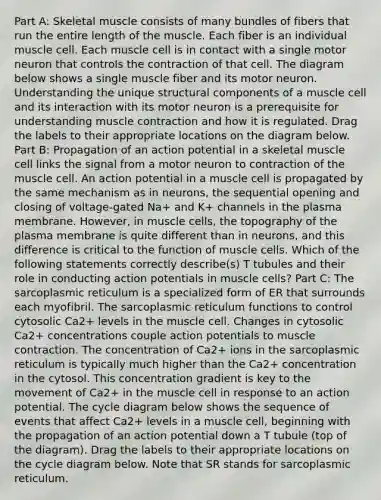 Part A: Skeletal muscle consists of many bundles of fibers that run the entire length of the muscle. Each fiber is an individual muscle cell. Each muscle cell is in contact with a single motor neuron that controls the contraction of that cell. The diagram below shows a single muscle fiber and its motor neuron. Understanding the unique structural components of a muscle cell and its interaction with its motor neuron is a prerequisite for understanding muscle contraction and how it is regulated. Drag the labels to their appropriate locations on the diagram below. Part B: Propagation of an action potential in a skeletal muscle cell links the signal from a motor neuron to contraction of the muscle cell. An action potential in a muscle cell is propagated by the same mechanism as in neurons, the sequential opening and closing of voltage-gated Na+ and K+ channels in the plasma membrane. However, in muscle cells, the topography of the plasma membrane is quite different than in neurons, and this difference is critical to the function of muscle cells. Which of the following statements correctly describe(s) T tubules and their role in conducting action potentials in muscle cells? Part C: The sarcoplasmic reticulum is a specialized form of ER that surrounds each myofibril. The sarcoplasmic reticulum functions to control cytosolic Ca2+ levels in the muscle cell. Changes in cytosolic Ca2+ concentrations couple action potentials to muscle contraction. The concentration of Ca2+ ions in the sarcoplasmic reticulum is typically much higher than the Ca2+ concentration in the cytosol. This concentration gradient is key to the movement of Ca2+ in the muscle cell in response to an action potential. The cycle diagram below shows the sequence of events that affect Ca2+ levels in a muscle cell, beginning with the propagation of an action potential down a T tubule (top of the diagram). Drag the labels to their appropriate locations on the cycle diagram below. Note that SR stands for sarcoplasmic reticulum.