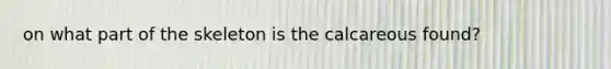 on what part of the skeleton is the calcareous found?