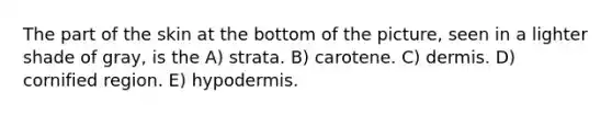 The part of the skin at the bottom of the picture, seen in a lighter shade of gray, is the A) strata. B) carotene. C) dermis. D) cornified region. E) hypodermis.