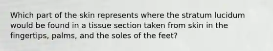 Which part of the skin represents where the stratum lucidum would be found in a tissue section taken from skin in the fingertips, palms, and the soles of the feet?