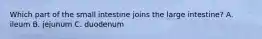 Which part of the small intestine joins the large intestine? A. ileum B. jejunum C. duodenum