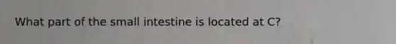 What part of the small intestine is located at C?