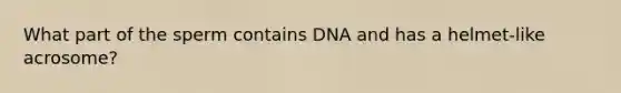 What part of the sperm contains DNA and has a helmet-like acrosome?