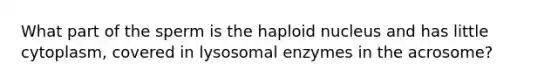 What part of the sperm is the haploid nucleus and has little cytoplasm, covered in lysosomal enzymes in the acrosome?