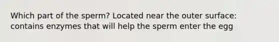 Which part of the sperm? Located near the outer surface: contains enzymes that will help the sperm enter the egg