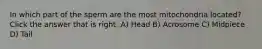 In which part of the sperm are the most mitochondria located? Click the answer that is right. A) Head B) Acrosome C) Midpiece D) Tail