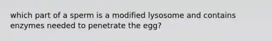 which part of a sperm is a modified lysosome and contains enzymes needed to penetrate the egg?