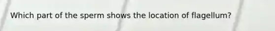Which part of the sperm shows the location of flagellum?