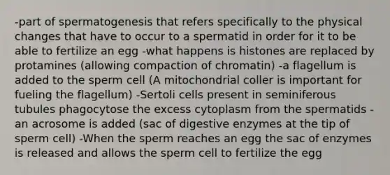 -part of spermatogenesis that refers specifically to the physical changes that have to occur to a spermatid in order for it to be able to fertilize an egg -what happens is histones are replaced by protamines (allowing compaction of chromatin) -a flagellum is added to the sperm cell (A mitochondrial coller is important for fueling the flagellum) -Sertoli cells present in seminiferous tubules phagocytose the excess cytoplasm from the spermatids -an acrosome is added (sac of digestive enzymes at the tip of sperm cell) -When the sperm reaches an egg the sac of enzymes is released and allows the sperm cell to fertilize the egg