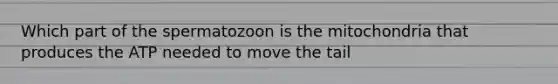 Which part of the spermatozoon is the mitochondria that produces the ATP needed to move the tail