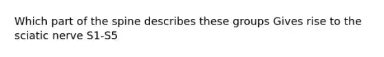 Which part of the spine describes these groups Gives rise to the sciatic nerve S1-S5