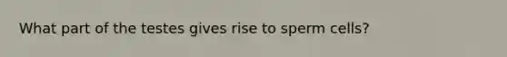 What part of the testes gives rise to sperm cells?