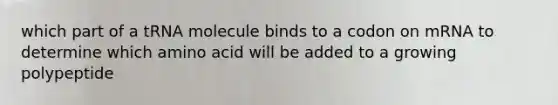 which part of a tRNA molecule binds to a codon on mRNA to determine which amino acid will be added to a growing polypeptide