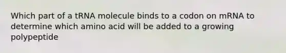 Which part of a tRNA molecule binds to a codon on mRNA to determine which amino acid will be added to a growing polypeptide