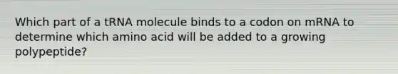 Which part of a tRNA molecule binds to a codon on mRNA to determine which amino acid will be added to a growing polypeptide?