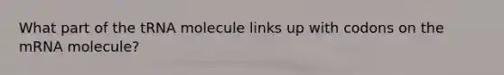 What part of the tRNA molecule links up with codons on the mRNA molecule?