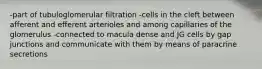 -part of tubuloglomerular filtration -cells in the cleft between afferent and efferent arterioles and among capillaries of the glomerulus -connected to macula dense and JG cells by gap junctions and communicate with them by means of paracrine secretions