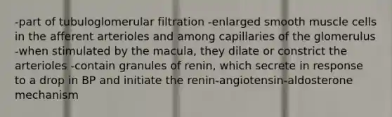 -part of tubuloglomerular filtration -enlarged smooth muscle cells in the afferent arterioles and among capillaries of the glomerulus -when stimulated by the macula, they dilate or constrict the arterioles -contain granules of renin, which secrete in response to a drop in BP and initiate the renin-angiotensin-aldosterone mechanism