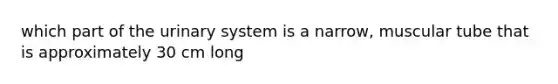 which part of the urinary system is a narrow, muscular tube that is approximately 30 cm long