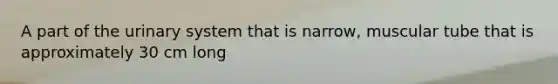 A part of the urinary system that is narrow, muscular tube that is approximately 30 cm long