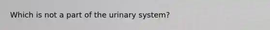 Which is not a part of the urinary system?